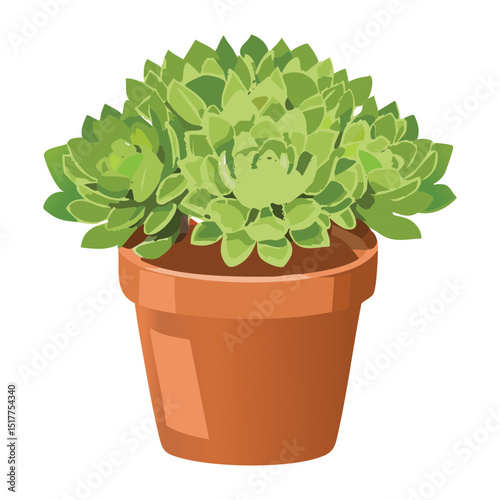 Bushy Green Succulent Plant in Pot