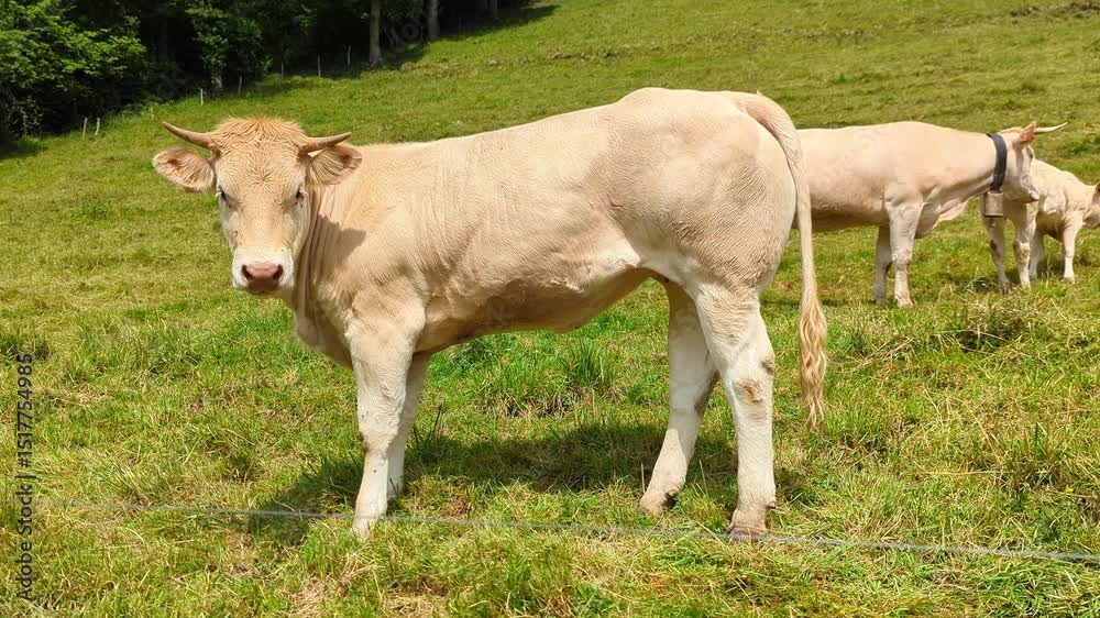 Gado bovino a pastar numa pastagem montanhosa cercada por florestas verdes
