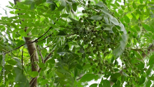 Melia azedarach tree, also known as the Chinaberry or Persian Lilac tree.