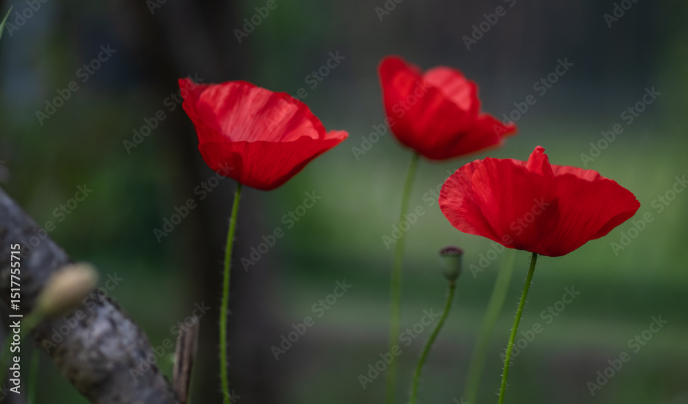 Obraz premium kwiat, czerwień, tulipa, charakter, mak, jary, pola, jardin, roślin, lato, beuty, flora, gras, piękne, hayfield, kwiatowy, barwa, makro, pora roku
