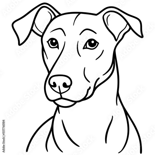 Portrait of an adorable small white Jack Russell Terrier puppy with a cute, isolated, purebred, domestic, black and brown face on a white background