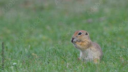 A cute, comical squirrel feeding on plant roots it digs up from the ground on green grass. Anatolian Souslik-Ground Squirrel, Spermophilus xanthoprymnus.