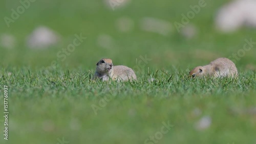 Two cute, funny squirrels feeding on green grass. Anatolian Souslik-Ground Squirrel, Spermophilus xanthoprymnus.