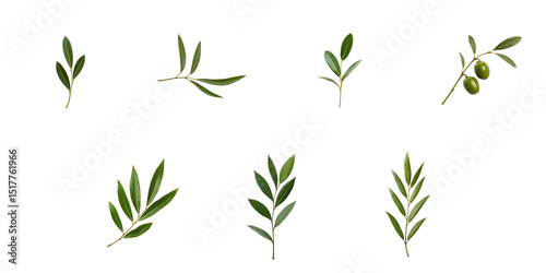 collection of fresh olive leaf branches with and without olives isolated against a transparent background showcasing various leaf shapes and arrangements