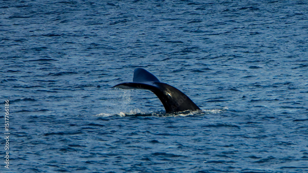 Fototapeta premium Southern right whale tail