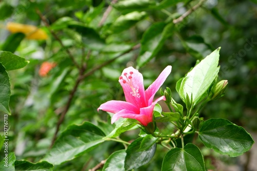 Pink Hibiscus Flower in the garden photo