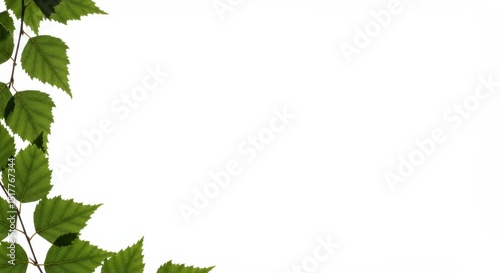 Elegant birch foliage border on pristine white, creating botanical frame