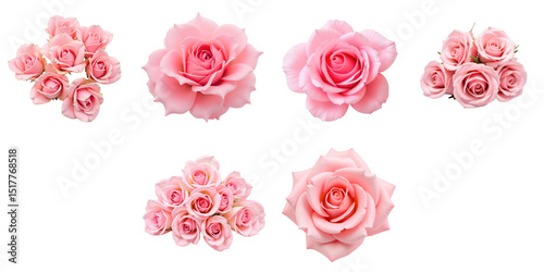 Fototapeta Naklejka Na Ścianę i Meble -  Collection of six pink rose flowers arranged on a transparent background featuring various sizes and angles of blooming petals in soft focus detail.