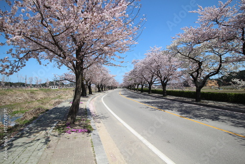 road in the spring, cherryblossom, gangneung, kr