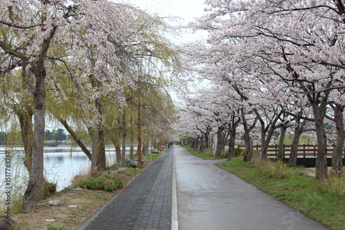 road in spring, cherry blossom, gangneung, kr