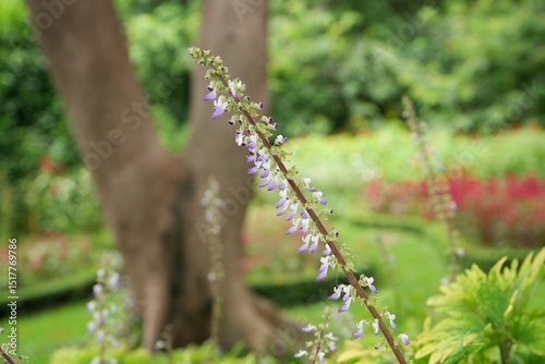 Purple flowers of Coleus or Painted Nettle photo