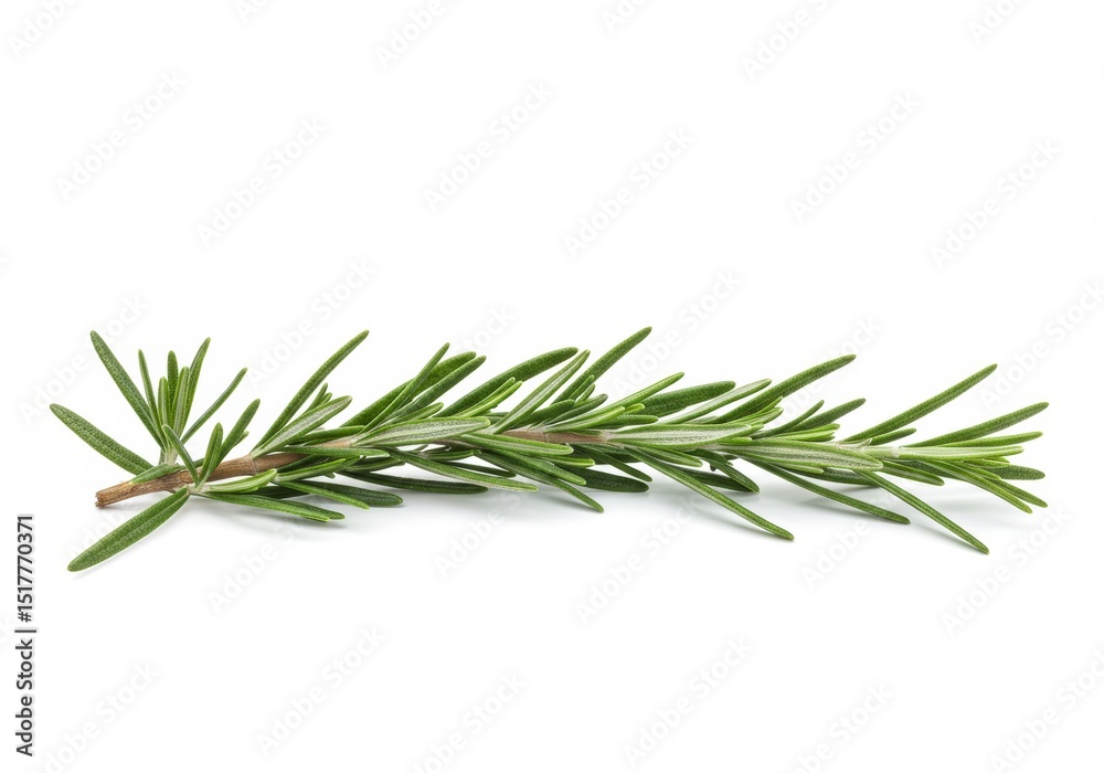 Fototapeta premium Fresh Rosemary sprig, vibrant green herb branch against a clean white backdrop