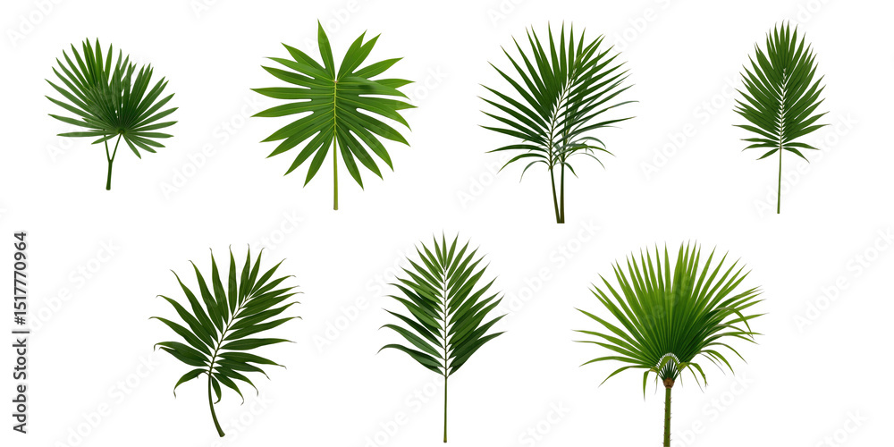 variety of palm leaf shapes and sizes isolated on a transparent background ideal for botanical or decorative design elements variety of palm leaf shapes and sizes isolated on a transparent background ideal for botanical or decorative design elements