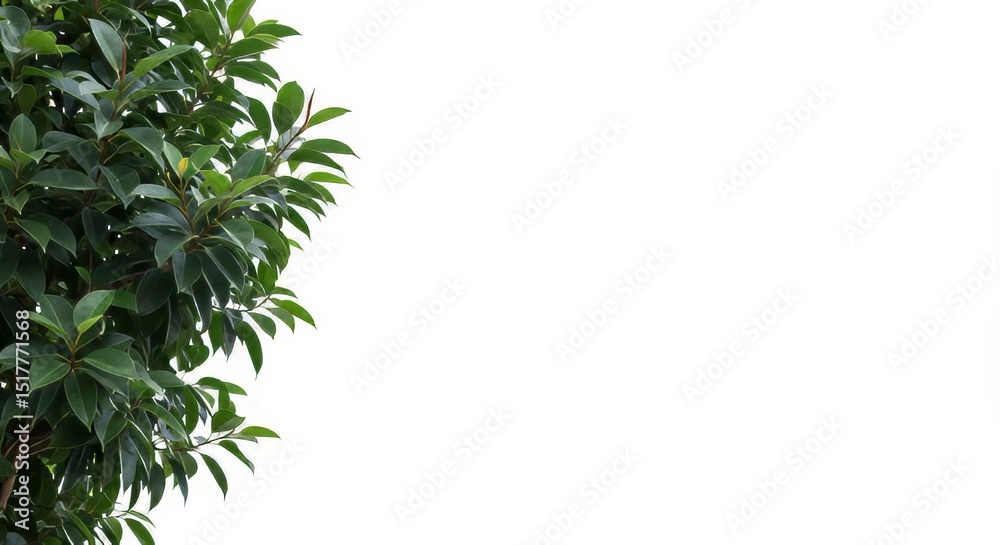 Naklejka premium Lush Green Foliage Frame on White Backdrop for Natural Design Projects