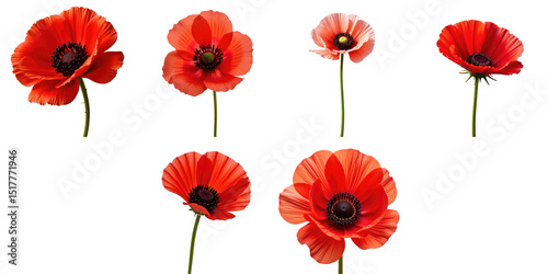 collection of vibrant red anemone flowers in various stages of bloom isolated on a transparent background for botanical or decorative use