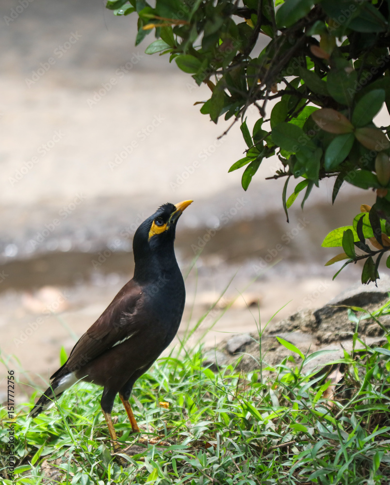Fototapeta premium A bird is standing on the grass near a body of water