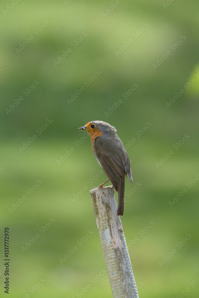 Obraz premium rouge gorge 