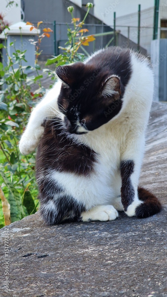 Obraz premium black and white cat in the streets of madeira village
