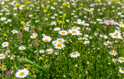 Fototapeta Naklejka Na Ścianę i Meble -  Wild flowers growing on a mountain farm field in Spring.