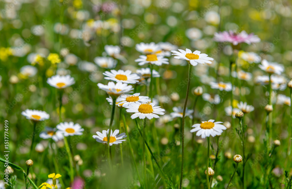 Fototapeta premium Wild flowers growing on a mountain farm field in Spring.