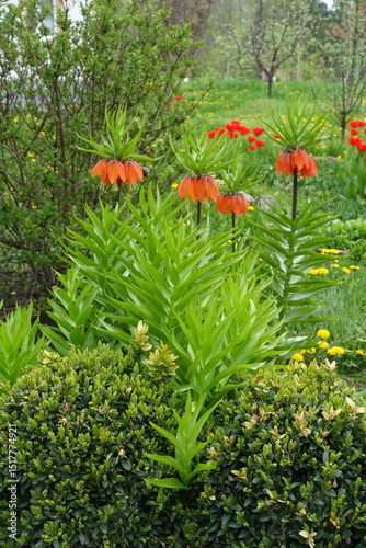 Four plants of Fritillaria imperialis with orange flowers in May