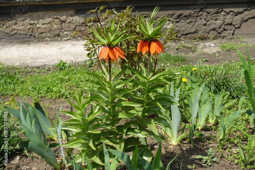 Flowers of orange Fritillaria imperialis in April