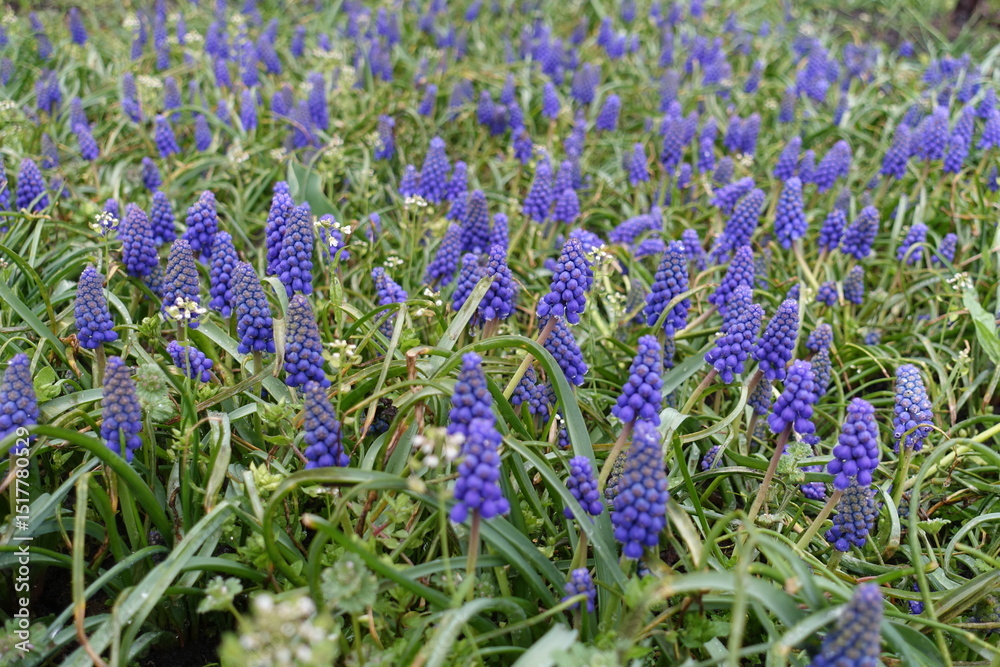 Obraz premium Countless blue flowers of Muscari armeniacum in April