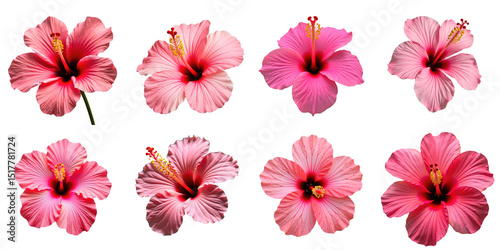Multiple close-up images of pink hibiscus flowers arranged in a grid format with varying orientations on a transparent background, fully isolated on a transparent background.