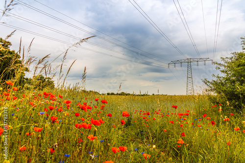 Mohnblumen vor einem Feld unter Stromleitungen. photo