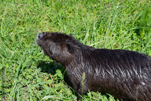 A wet nutria climbed out of the water onto the bank of a pond. Nutria on the green pond meadow.