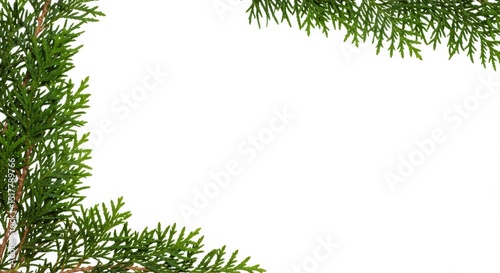 Elegant botanical border showcasing fresh evergreen foliage on a clean white backdrop