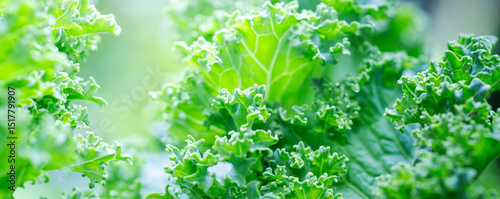 Beautiful details of nature in garden,water drop,Natural green leaves,Kale leaves,cover page ,cover space,copy space,green leaf in garden,environment ecology