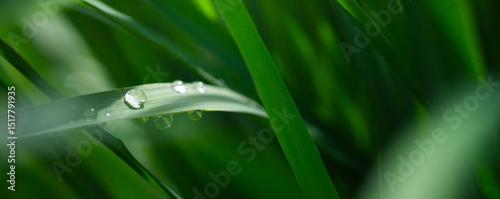 Beautiful details of nature,water drop, Natural green leaves,cover page ,cover space,copy space,green leaf in garden,environment ecology