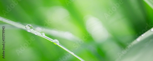 Beautiful details of nature,water drop, Natural green leaves,cover page ,cover space,copy space,green leaf in garden,environment ecology
