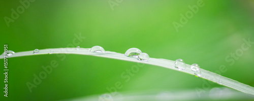 Beautiful details of nature,water drop, Natural green leaves,cover page ,cover space,copy space,green leaf in garden,environment ecology