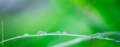 Beautiful details of nature,water drop, Natural green leaves,cover page ,cover space,copy space,green leaf in garden,environment ecology