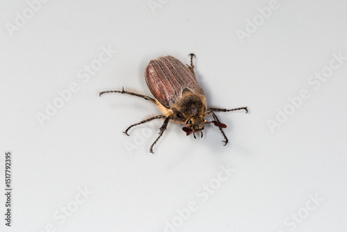 Crawling adult European chafer on a gray background