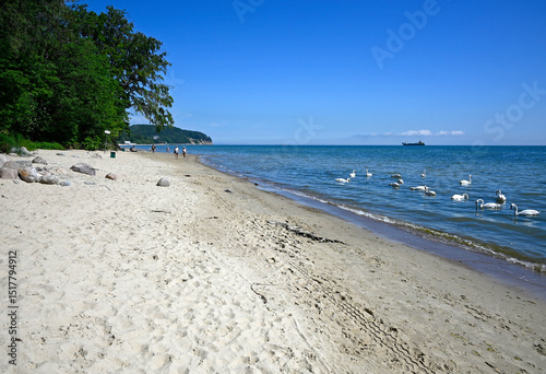 Fototapeta Naklejka Na Ścianę i Meble -  Sopot, Pomerania, Poland, Europe - serene sandy beach between Sopot and Gdynia, in background wooden pier in Gdynia Orłowo, end of June , wild swans in Baltic Sea, far in background ship in the sea
