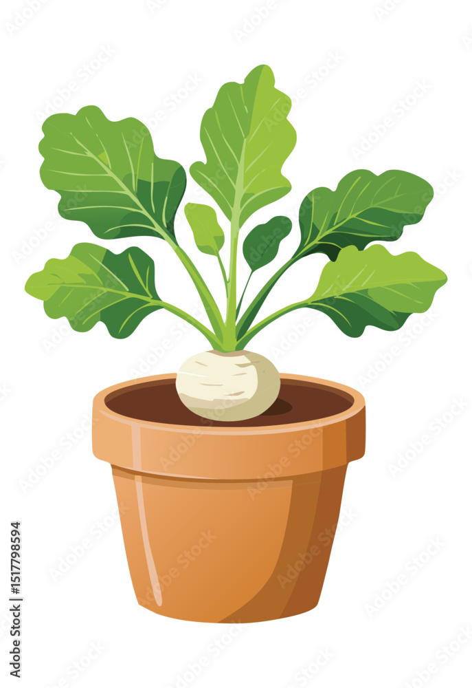 Fototapeta premium White Turnip Growing in Pot