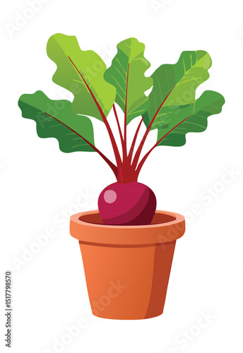 Red Beetroot Plant in Pot