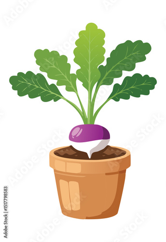 Purple Turnip Plant Growing in Pot
