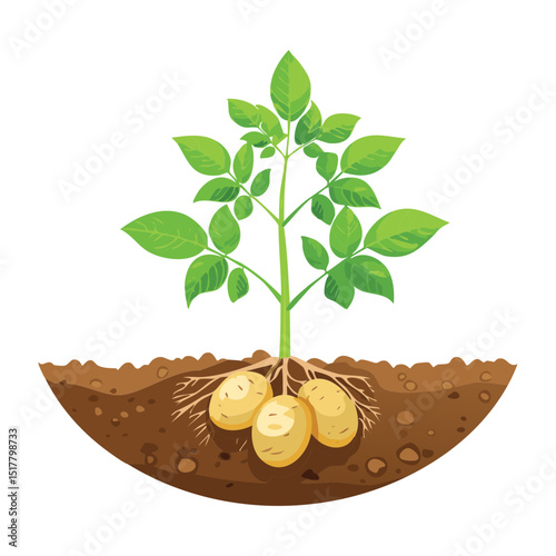 Potato Plant with Underground Growth