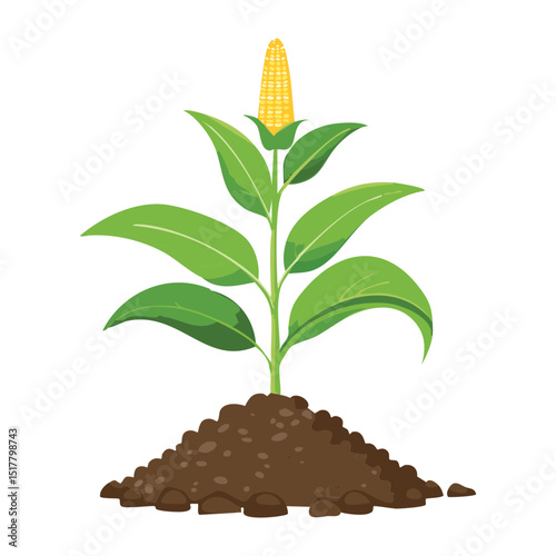 Young Corn Plant Growing in Soil