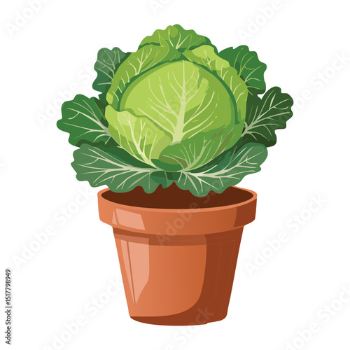 Cabbage Plant in a Terracotta Pot