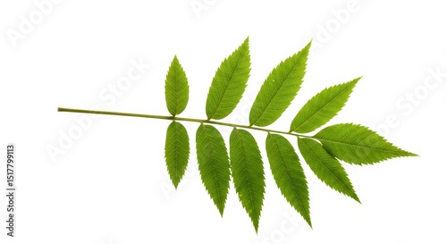 Elegant green rowan leaf sprig isolated against clean white background