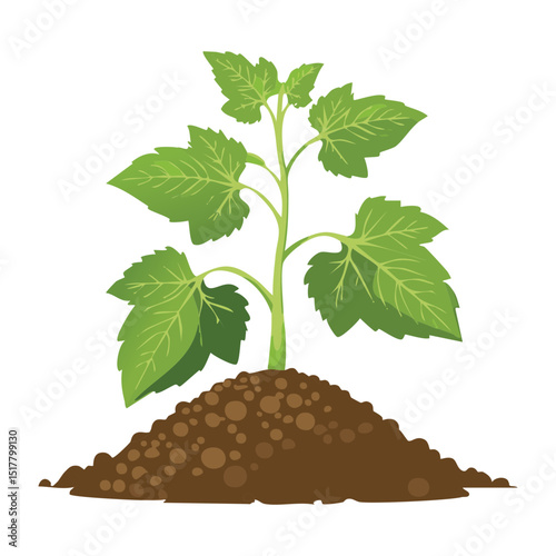 Young Green Plant Sprouting in Soil