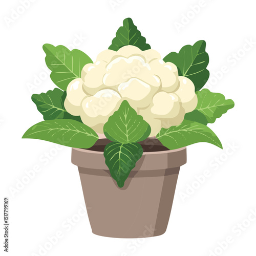 Cauliflower Plant in a Pot