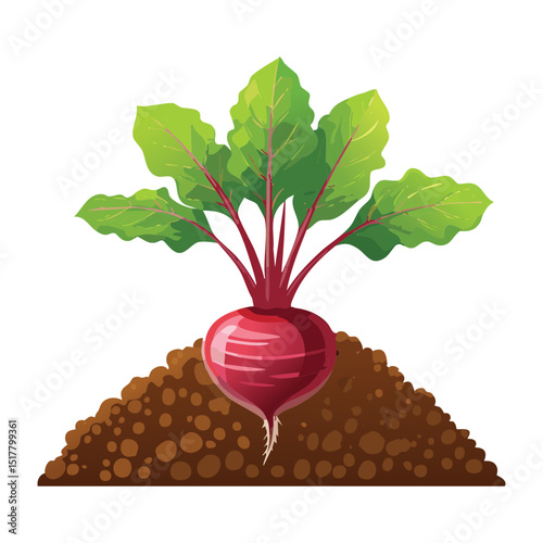 Mature Red Beetroot Plant in Soil