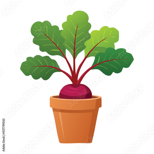 Potted Red Beetroot Plant