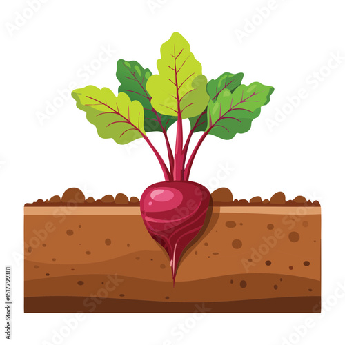 Beetroot Plant with Exposed Root